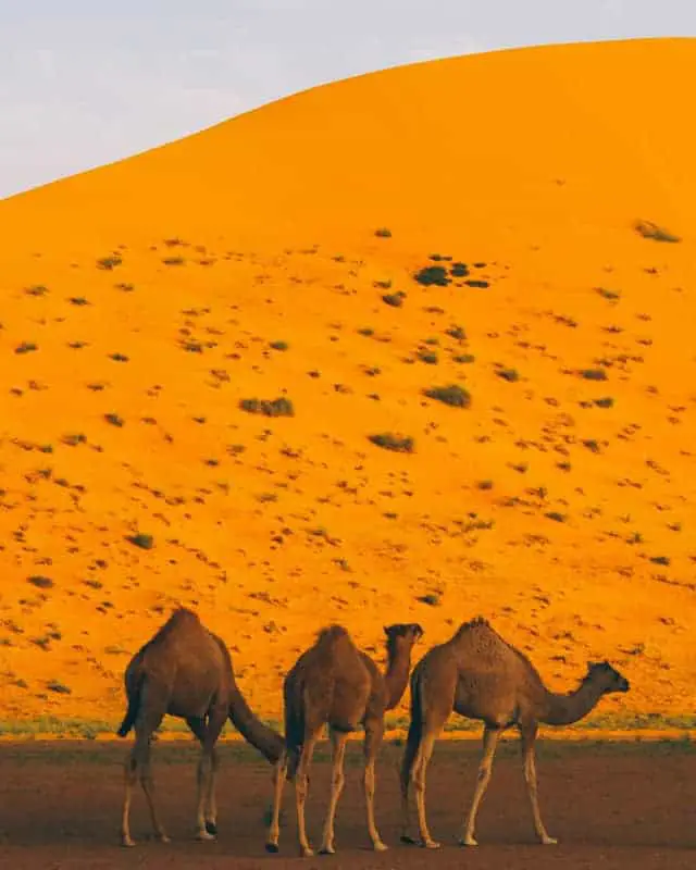 camel family oman sunset
